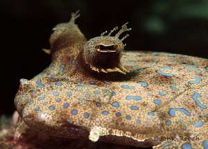 I am lovin your eye stuff! 
Peacock Flounder; Bothus Lun... by John Roach 